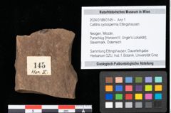 Foto (Objekt + Etikett) von Callitris cyclosperma Ettingshausen (NHMW-GEO-2024-0188-0145)